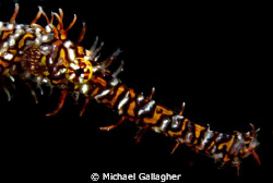 Ornate ghost pipefish portrait by Michael Gallagher 